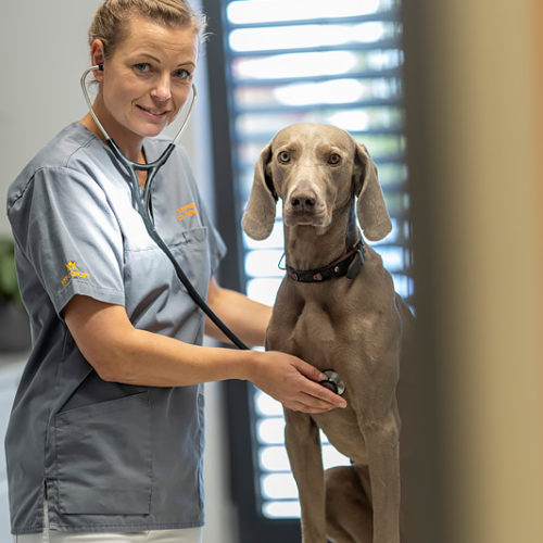 Tierarzt Tierarztpraxis Tierärztin Kathrin Mock Dingelstädt Röntgen Haustiere